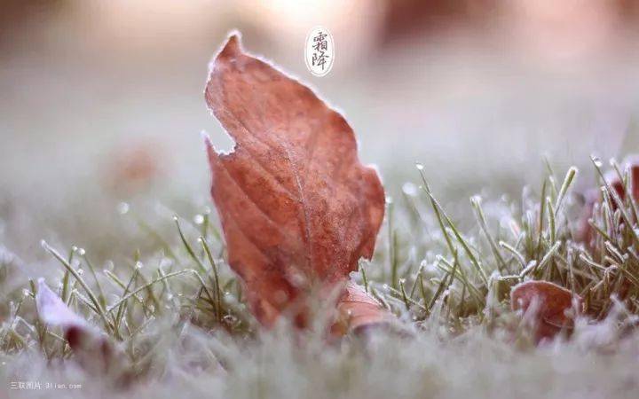 霜降节气图片 04a68fbd847a424897f7a9959e8c990f.jpeg