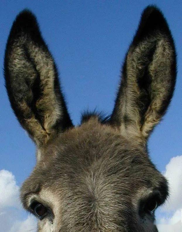 法语表达学习有驴耳朵是什么意思
