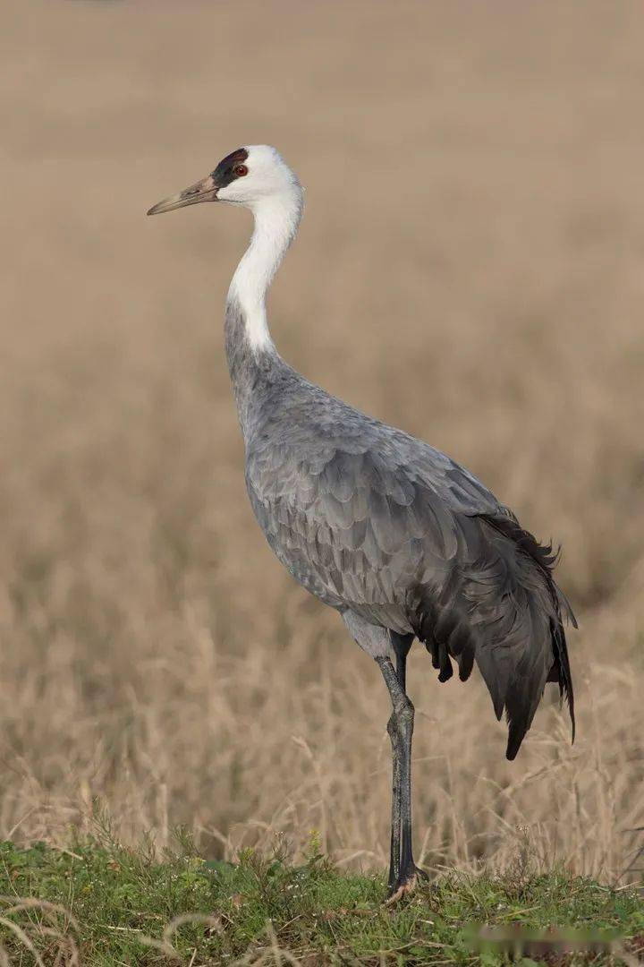 物种图册-白头鹤_crane