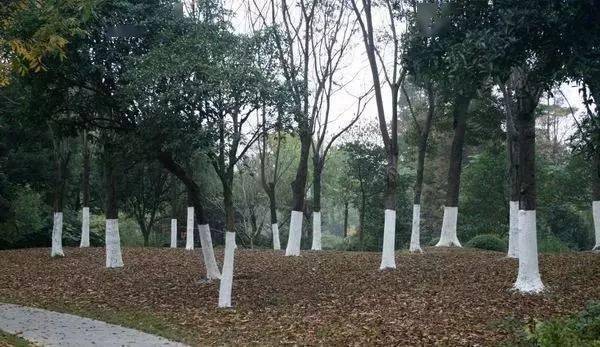 侧重点|涂白剂的配方也不同哦树木涂白用途侧重点不同