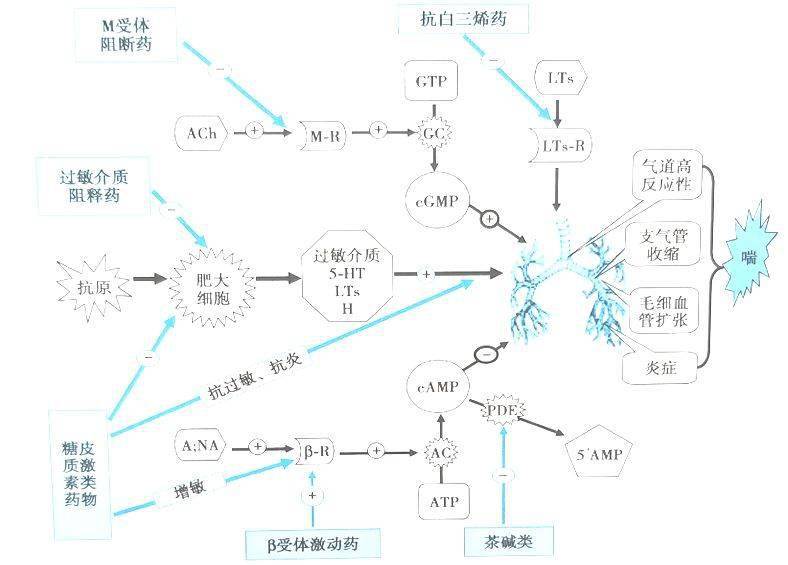 药理学解热镇痛抗炎激素类药物知识点