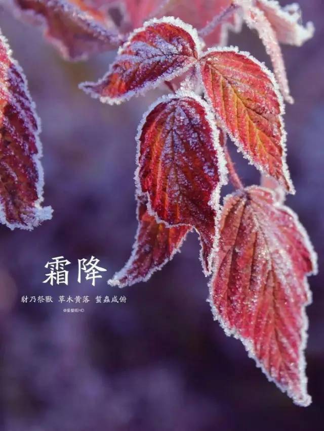 【莒南一小二十四节气】霜降:草木摇露为霜,天寒莫忘添衣