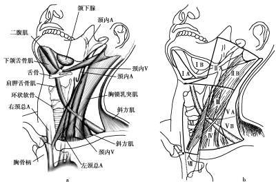 颈部淋巴结分区颈部淋巴结解剖咀嚼肌间隙 masticator space咽旁间隙