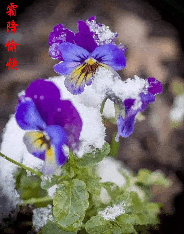今日霜降《把最美好的祝福送给您》!