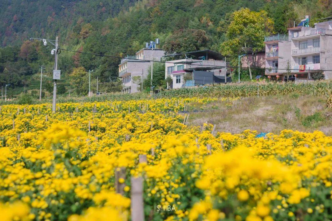 待到秋来九月八 猜成语_待到秋来九月八