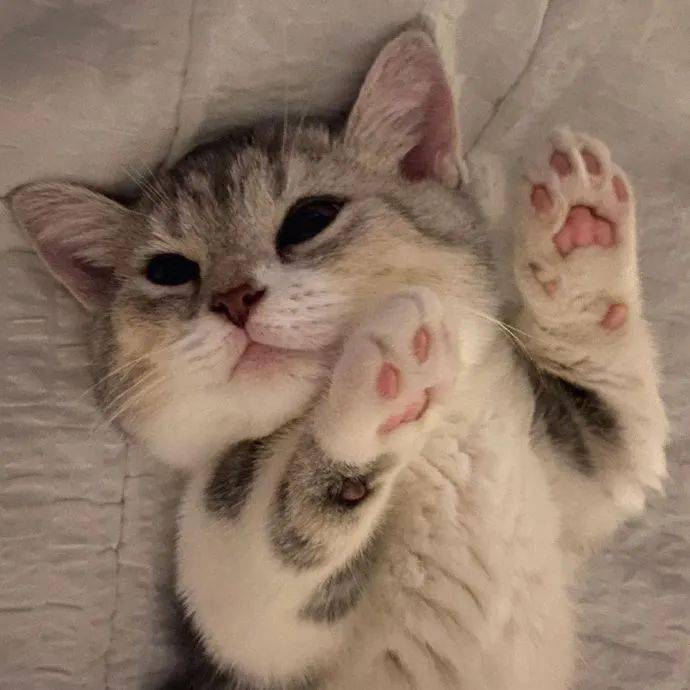 猫咪睡觉的时候还要把爪子亮出来,好想跟它击掌