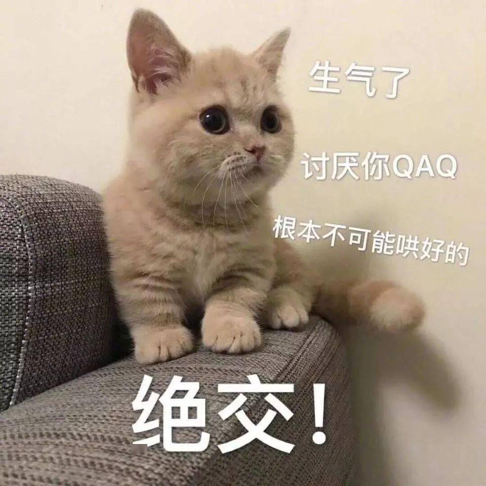 猫咪表情包接下来你是不是要凶我了