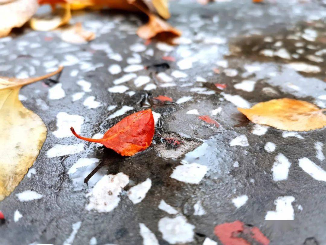 动人秋色淡的黄,深的红……就这样来到了石城秋天的第一场雨没有征兆