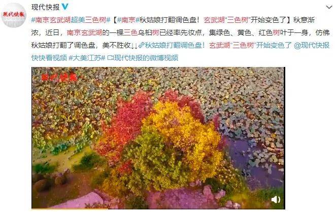 罕见！南京有棵三色树，黄山迎客松被质疑，北京环球影城可以买票啦！_小驴