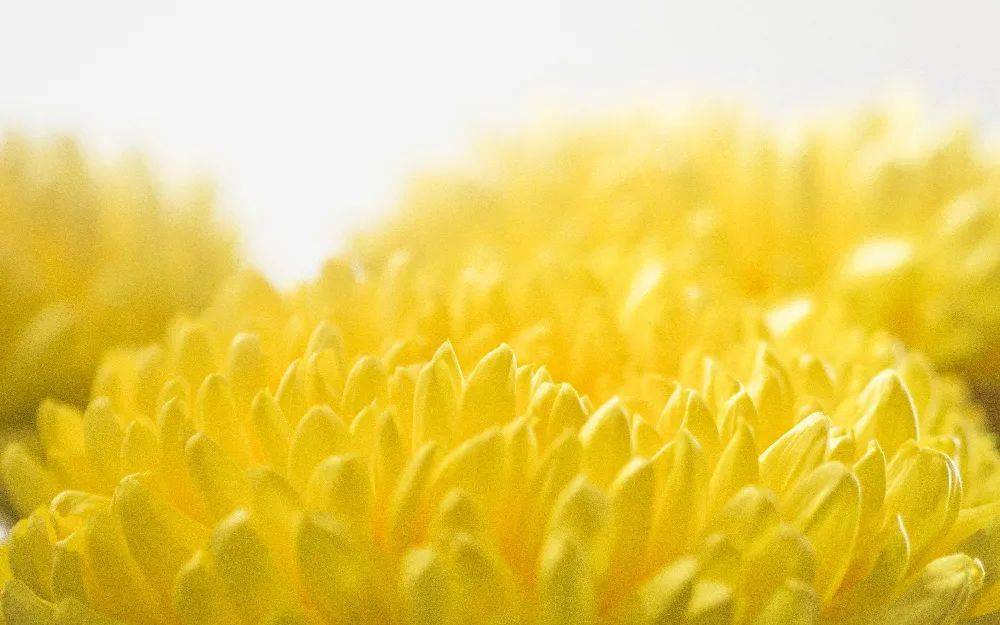 古代|古代也有老年证？原来以前是这样过重阳节的！