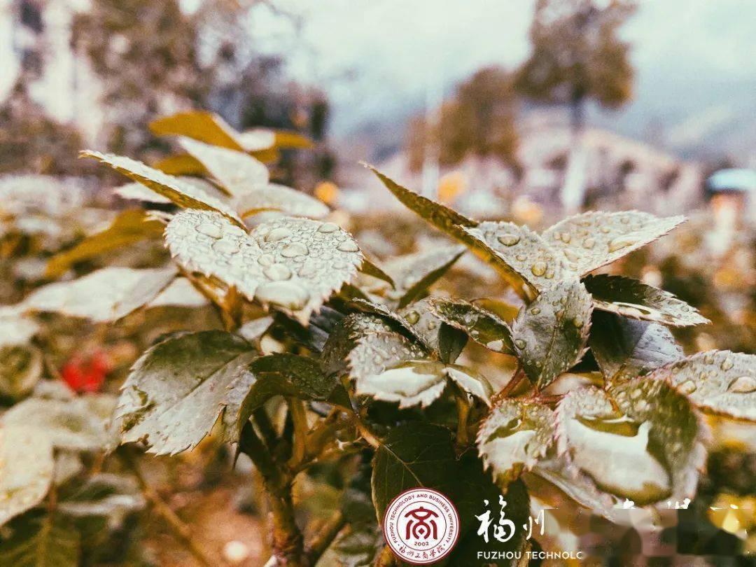 霜降秋暮露成霜凝结美好时