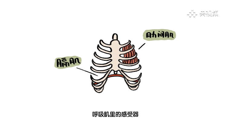 从而产生了疼痛刺激了呼吸肌里的感受器岔气时 因呼吸肌痉挛是肋间肌