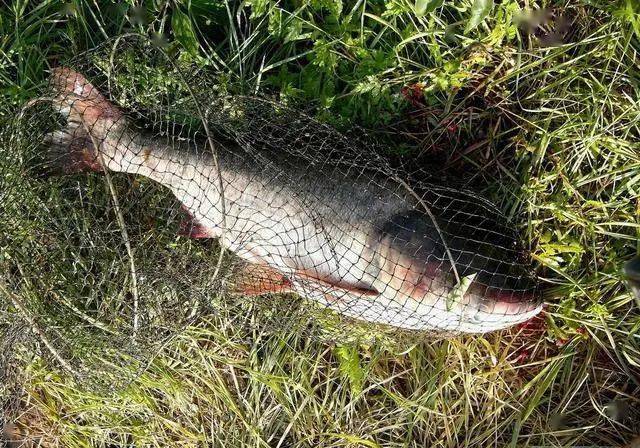 秋末|鱼儿不吃钩的5大特征秋末冬初季节交替