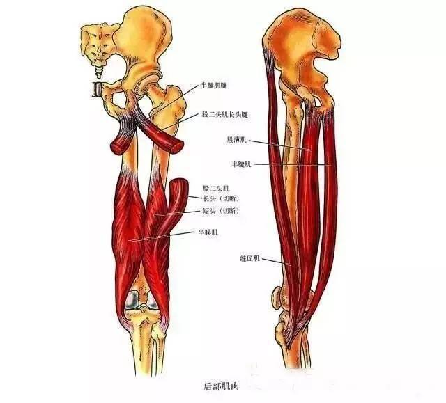 膝关节解剖-膝关节的四面观_韧带