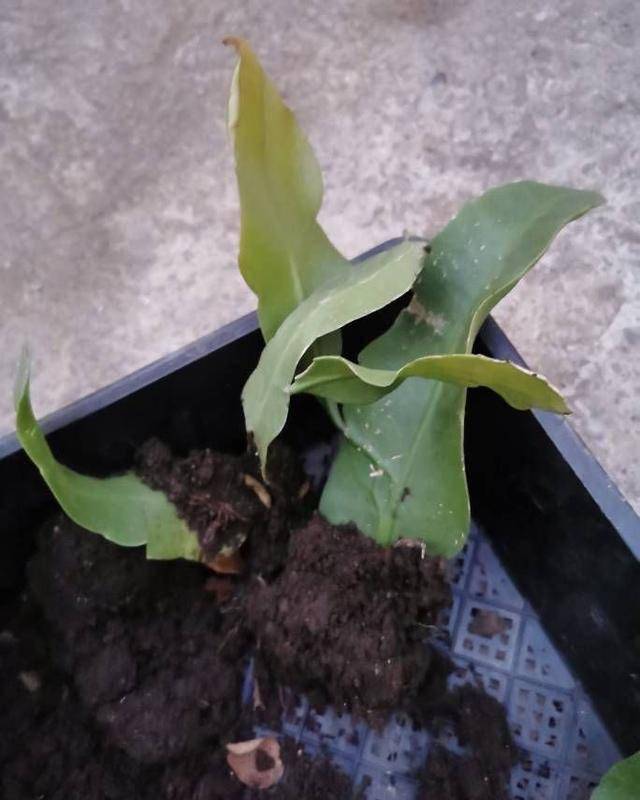 要养"昙花",用一片叶子就能养一棵,长满阳台开花满枝