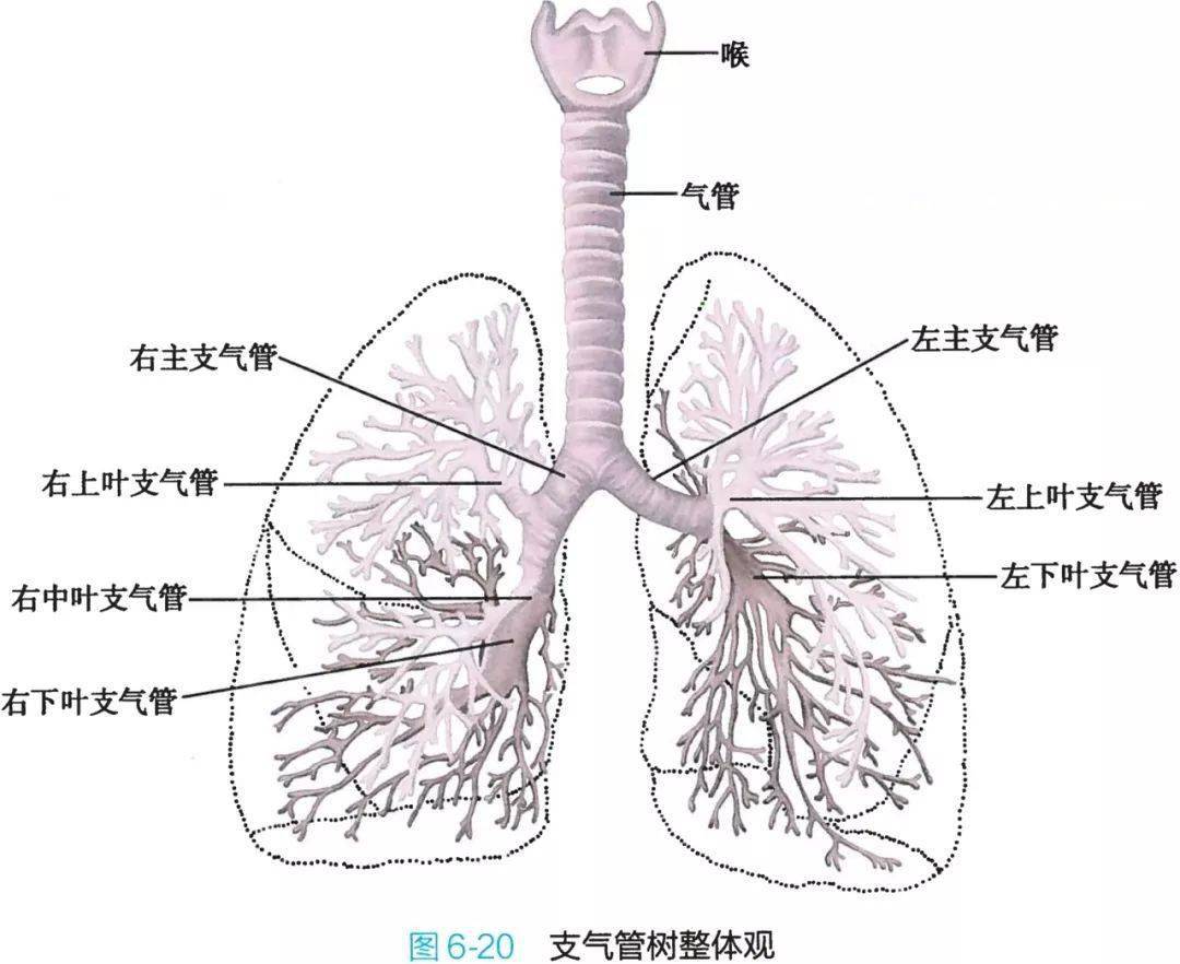 骨迷路和膜迷路解剖图