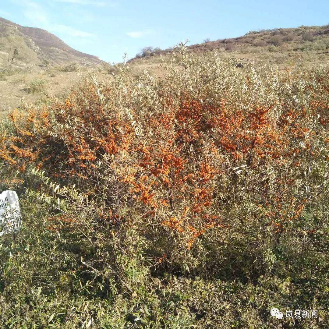 岚县有多少人口_岚县县城有媛福达超市(2)