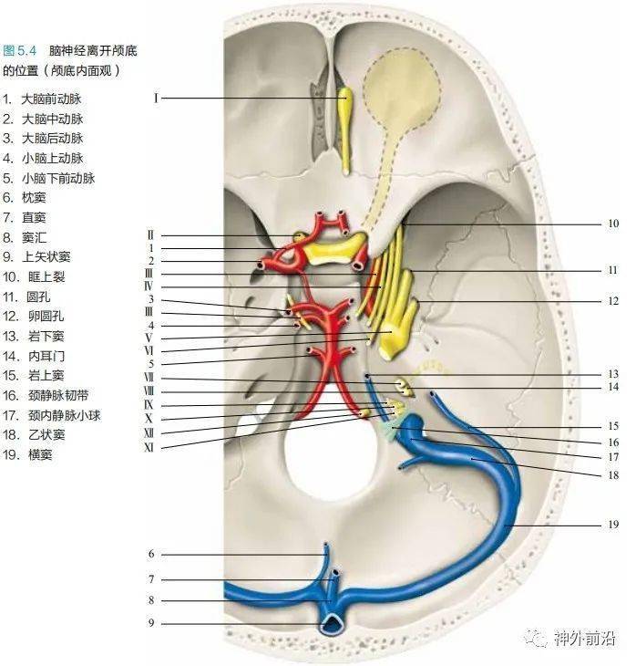 解剖连载脑神经的概述1