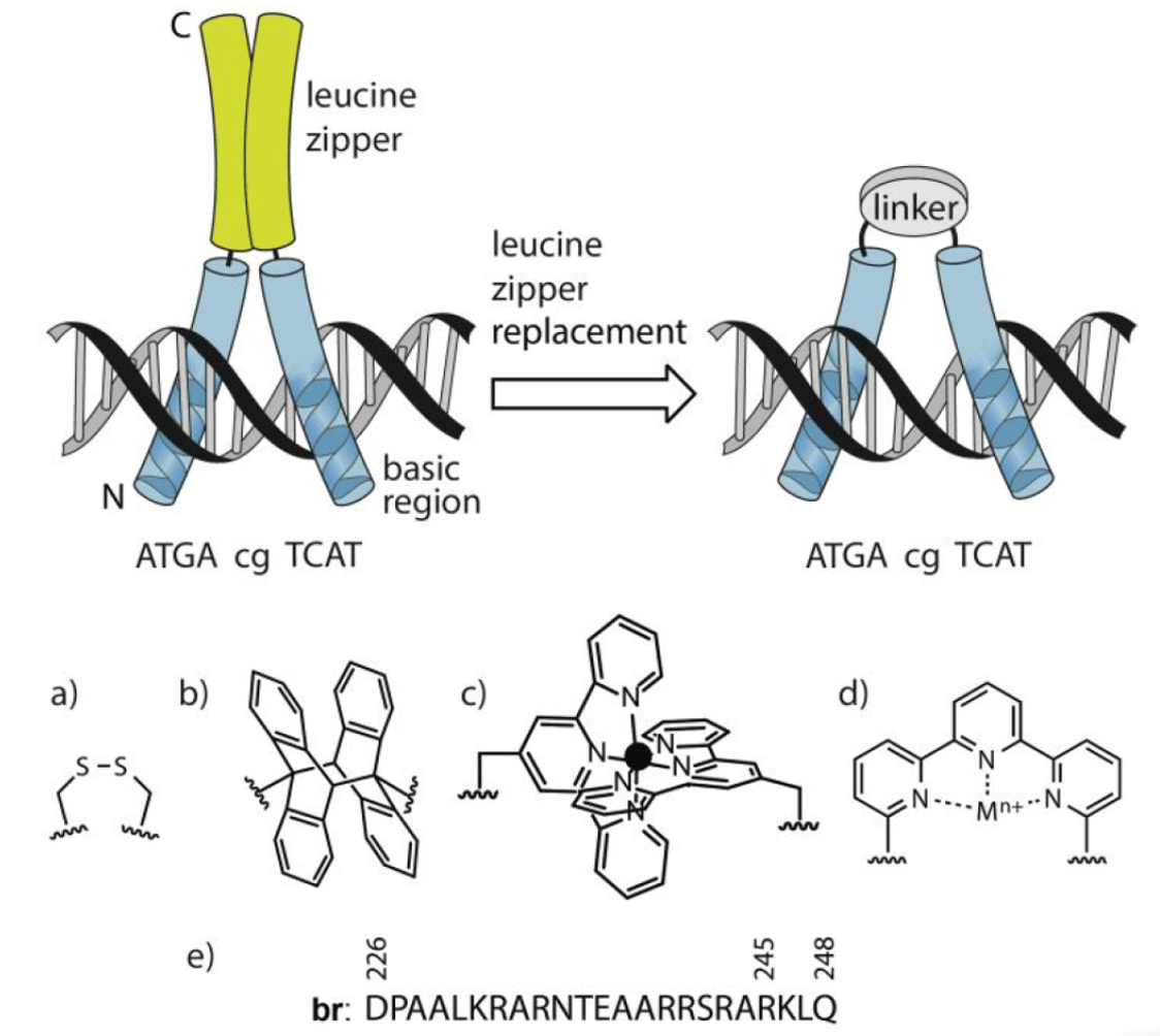 常见的dna结合域有:helix-turn-helix(hth)结构,锌指(zinc finger)