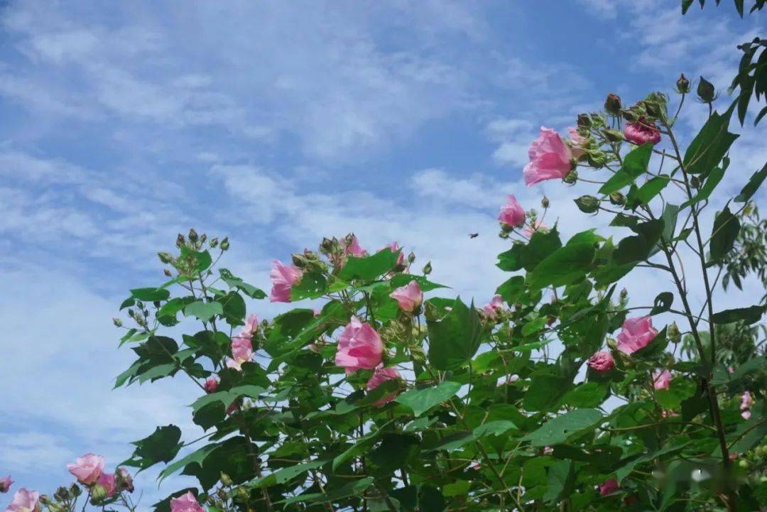 丹阳美景:一花三变,芙蓉盛开