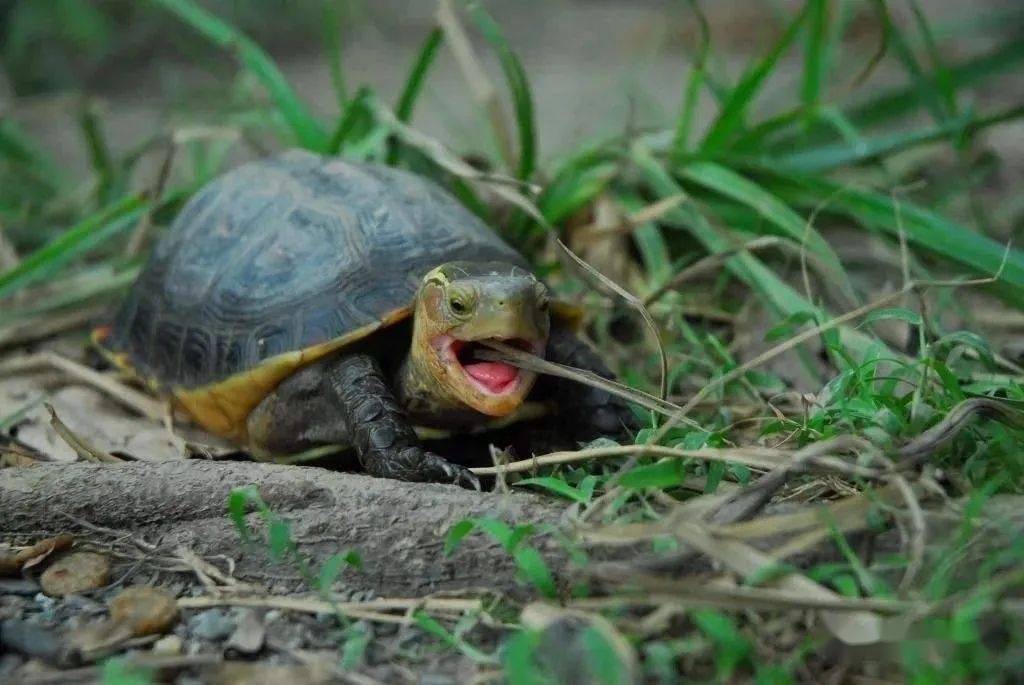 乌龟怎么养才是冬眠 e27f1641e4c54873bd9bda1398a2f353.jpeg