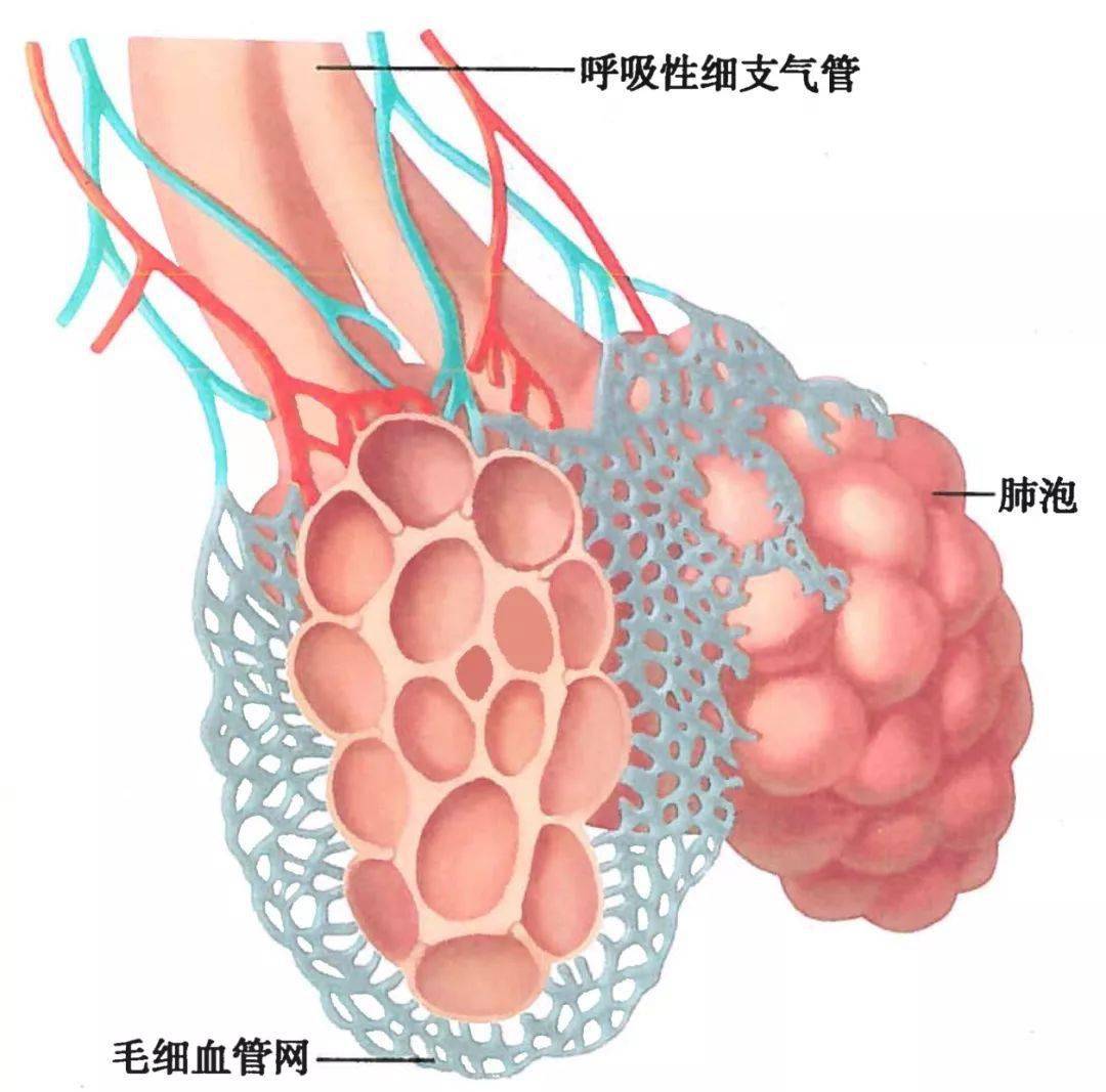 呼吸系统解剖图谱