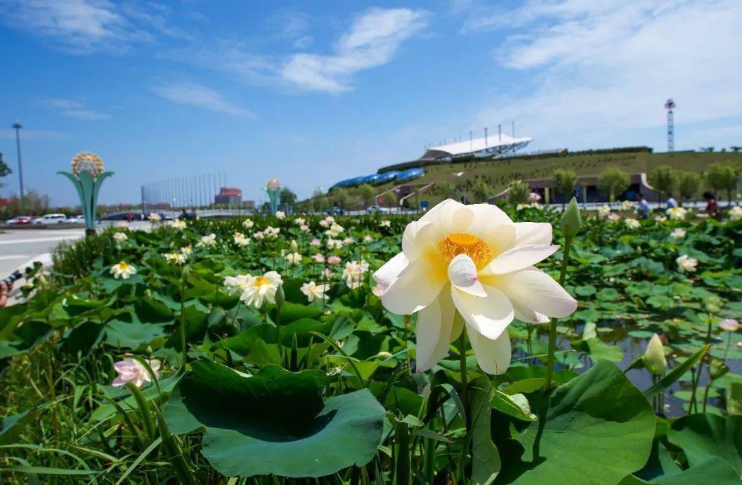 亚沙水生植物园_手机搜狐网