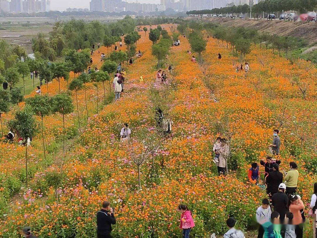 新洲区又一打卡地举水河滩花海盛开