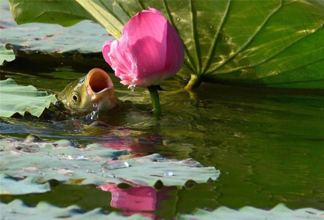 鱼的灵动,花的优雅,水的柔美——专访"鱼吃荷花"拍摄者苏建华