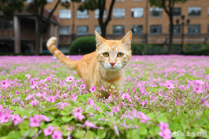 高校|上海高校萌宠看过来