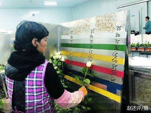 鲜花|借电商回流 云南鲜花“梅开二度”