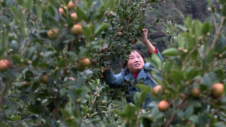 重庆黔江：金秋油茶果飘香_中塘镇