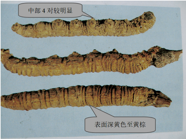 【安全用药】虫草,西洋参,石斛……专家教你辨真伪