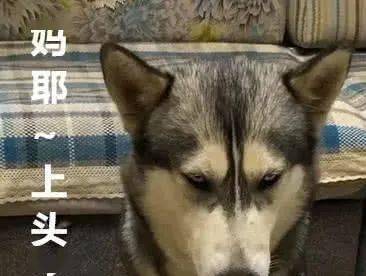 二哈偷喝白酒,扶着马桶吐的样子让人笑哭,汪:我没醉,还能喝