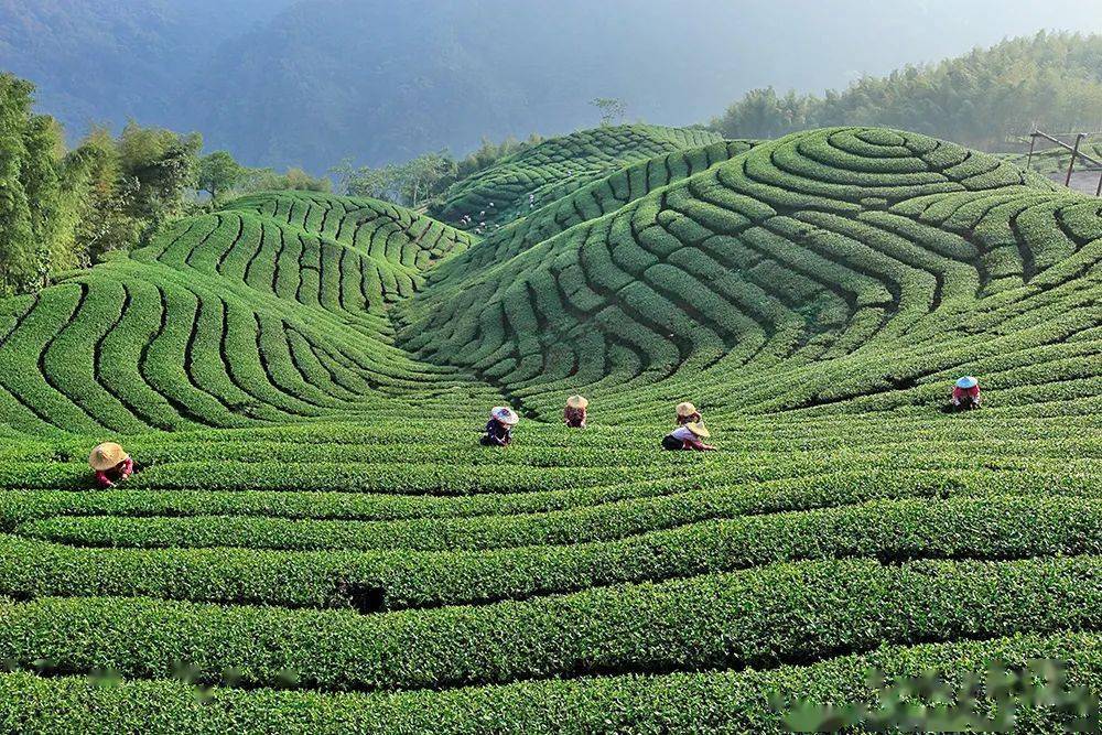 你更喜欢哪一款台湾茶呢?