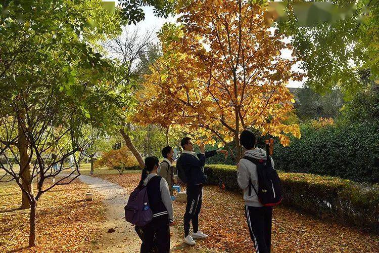 燕南园|未名湖、静园、燕南园……北大秋色的美，是你想象不到的
