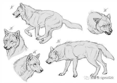 怎么一步一步画狼 b272fab873e94897b80b61697ef3e7ab.jpeg