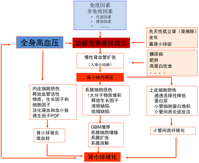 肾脏病治疗既要精准,更要掌握大局观