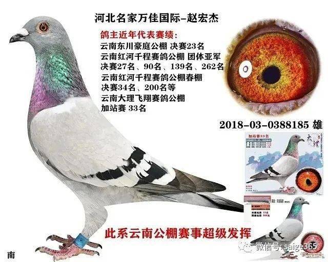 信鸽品种大全及分析 090225c280c34375b17c804bb2b5a25f.jpeg