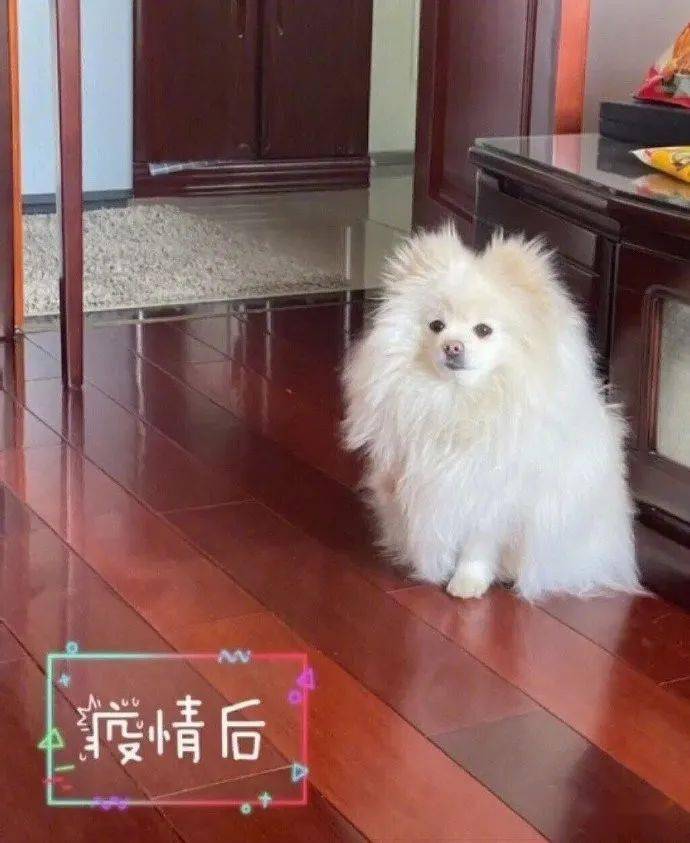 如何让狗狗快速长毛发 204dec813a484c50a43c1385c622ee0b.jpeg