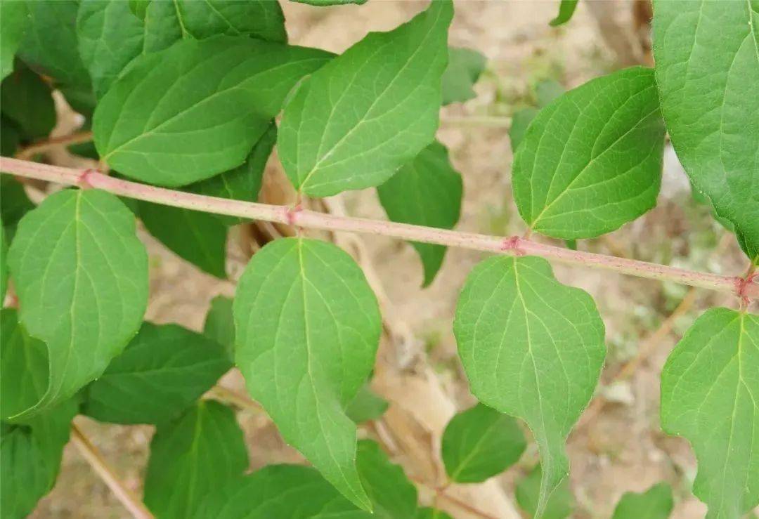 每日植物 猬实 kolkwitzia amabilis_钟形