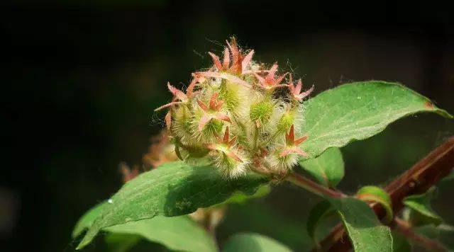 每日植物 猬实 kolkwitzia amabilis_钟形