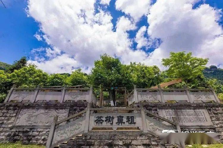 【产业扶贫】南川:古茶树变身"摇钱树"_隆兴村