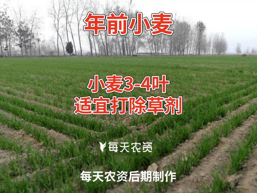 小麦除草剂"年前"还是"年后"打?非常重要!