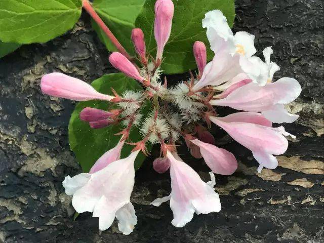 每日植物 猬实 kolkwitzia amabilis_钟形