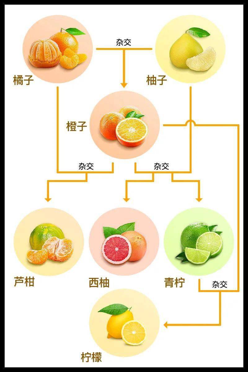 青柠走到了一起  所以总结起来就是…… 橙子是  橘子和  柚子杂交的