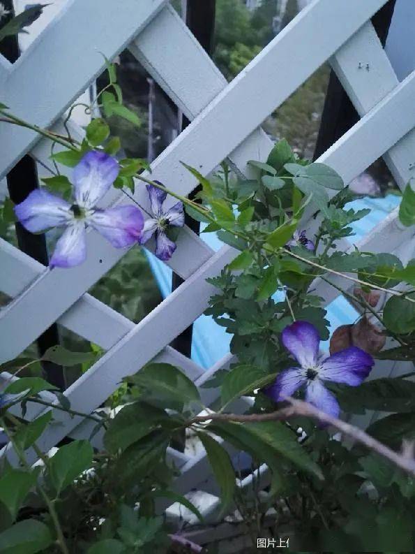 一点红萝卜种多少天可以收获 28f8a8244dbb48d9850fac07a3785fd7.jpeg