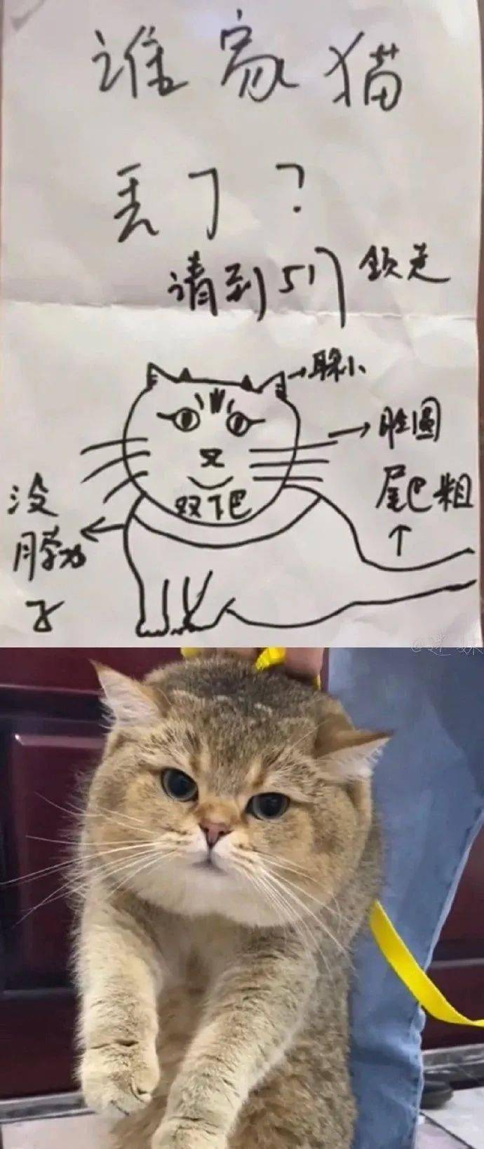 一些神形兼备的寻猫启示!都是灵魂画手