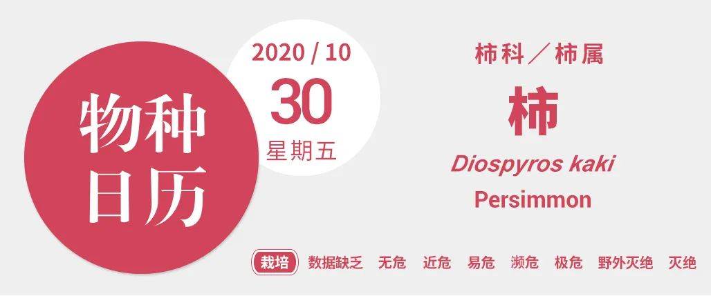 青年|柿子就像我磕的CP，要么好甜，要么好涩