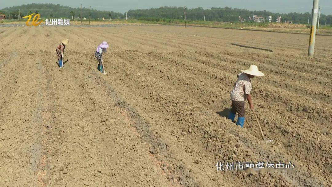 附近有没有收购稻谷的地方 b0bb8d6fac814c25a383d33479a79f67.jpeg